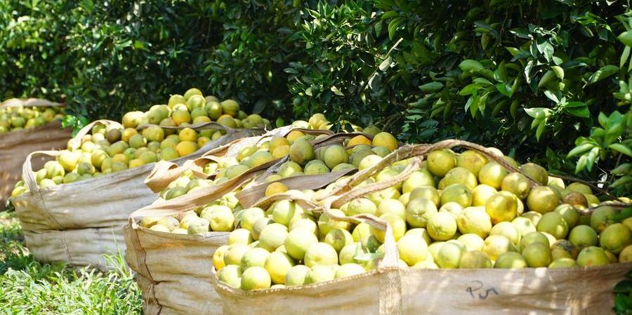 Laranja recebe tratos culturais antes e após a colheita (Divulgação)