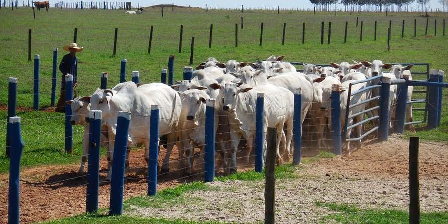 Rebanho deve ser vacinado contra a febre aftosa a partir de hoje até o dia 30 de novembro (Divulgação)