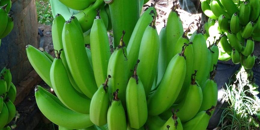 Produção de banana maçã se destaca na região de Lins, Nosso Campo