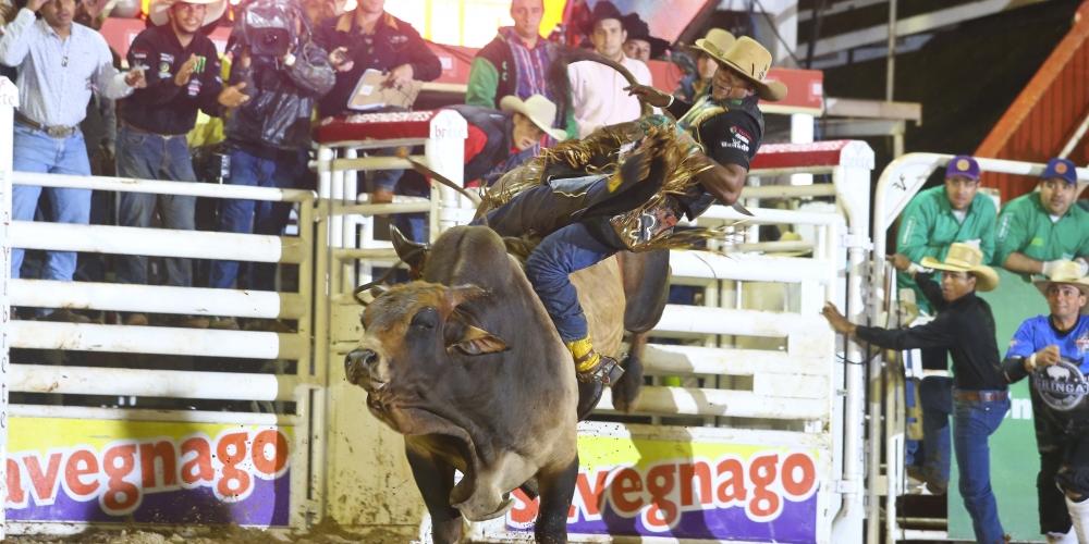 Saiba por que os touros estão vencendo os peões em rodeios como o