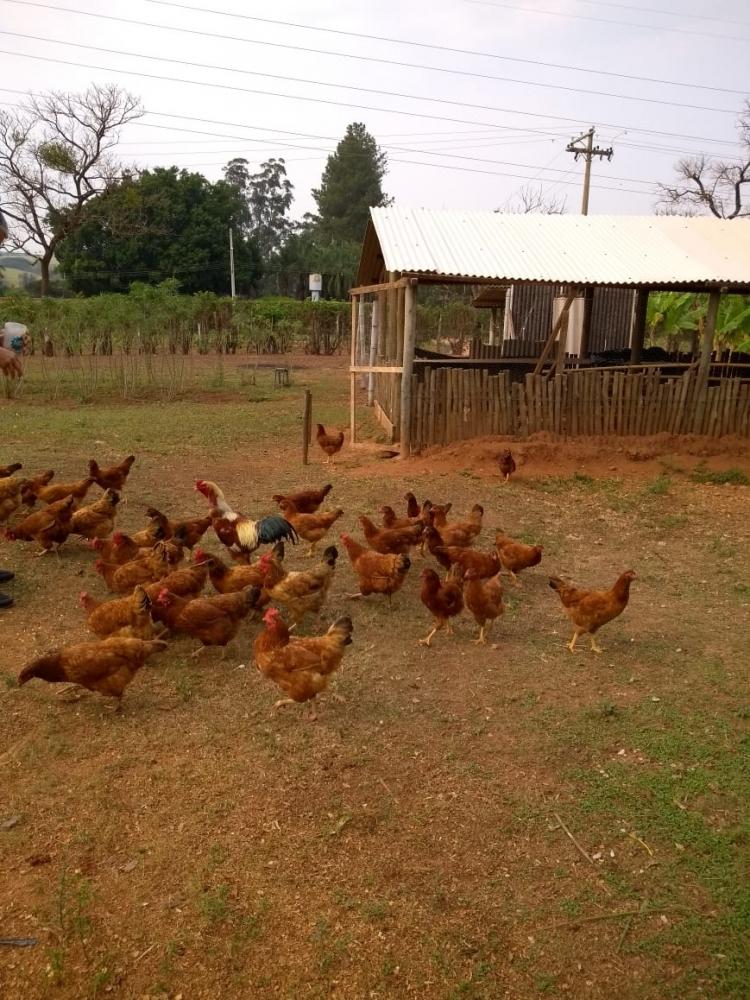 Ovo caipira, de granja ou orgânico: qual a diferença entre eles? -  22/07/2019 - UOL VivaBem