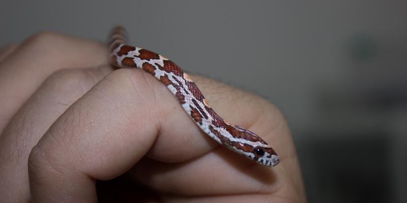 FOTOS: Corn snake, espécie de serpente exótica dos EUA, é