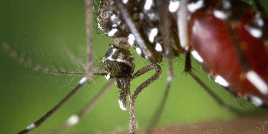 Aedes aegypti, mosquito transmissor da dengue (Pixabay/Banco de Imagens)