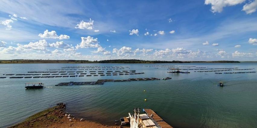 Produção de tilápia em tanques-rede no reservatório da usina hidrelétrica de Ilha Solteira; região tem a maior criação do Estado (Divulgação)