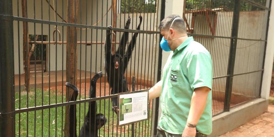 Coordenador do Bosque, Samuel Vilanova, com macacos-aranha: capacidade máxima do zoológico será de 200 pessoas ao mesmo tempo (Guilherme Baffi 4/10/2021)
