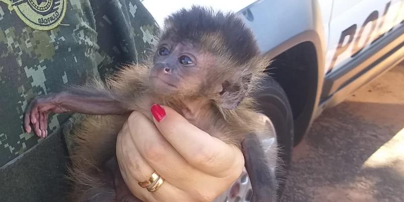 Polícia apreende filhote de macaco-prego que seria vendido, no