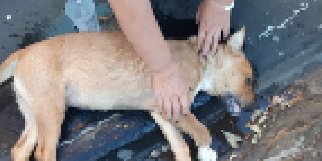 Homem é preso suspeito de matar cachorro em Urupês (Colaboração/Leitor)