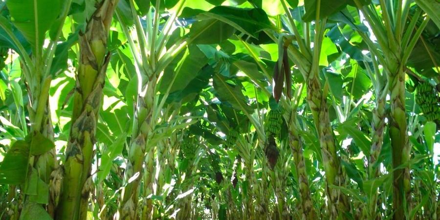 Bananal em produção: fruta é produzida em todas as regiões do País