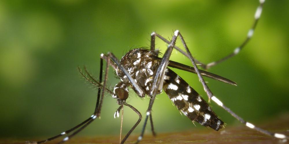 Al&eacute;m da dengue, o Aedes tamb&eacute;m transmite febre amarela, zika e chikungunya  (Pixabay)