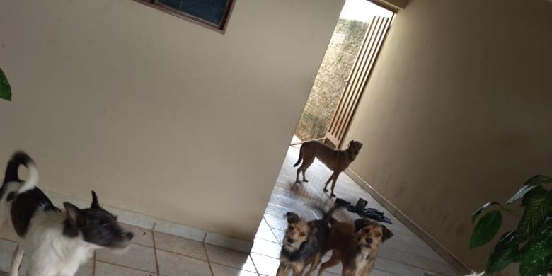 Animais foram deixados pelo antigo morador de um casa no bairro Parque das Flores (Colaboração/Leitor)