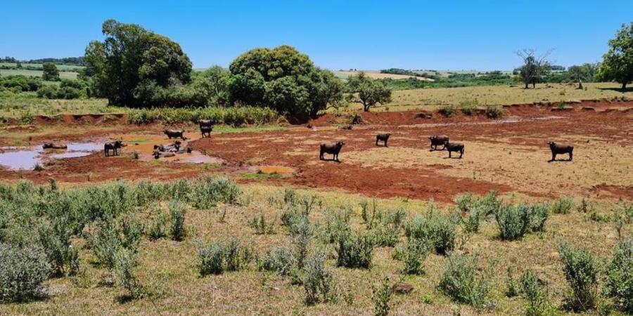 Plantação de soja danificada pela seca em propriedade de Santo Ângelo, no Rio Grande do Sul (Divulgação/Dirceu Segatto)