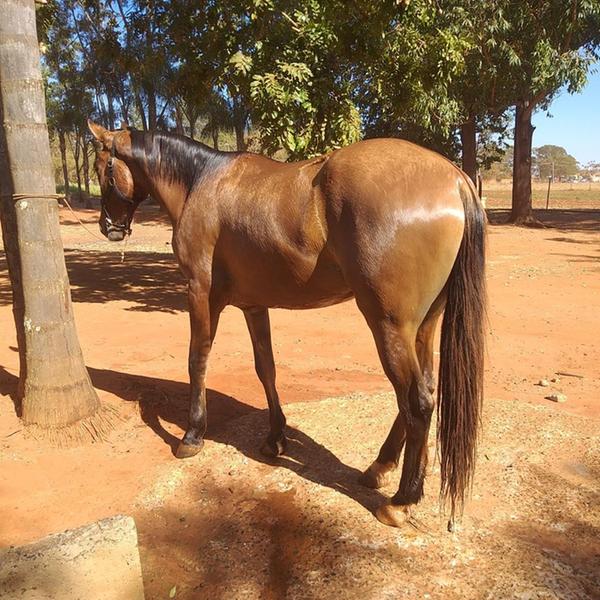 Cavalo Lusitano é furtado de chácara no Jockey Clube, em Rio Preto 