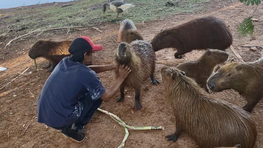 21 ideias de Capivaras  capivaras, capivara, fotos de capivara