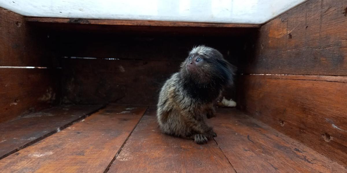 Macaco Sagui resgatado pela Polícia Ambiental preso em uma casa na cidade de Santa Clara D' Oeste (Divulgação/Polícia Ambiental)