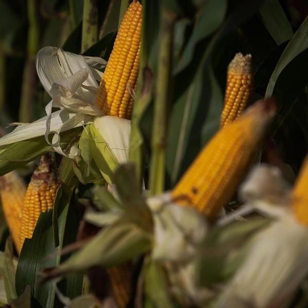 Iniciativa pretende aumentar a produção de milho no Estado