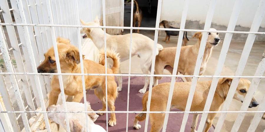 Alguns dos cães que estão sob os cuidados da Diretoria do Bem-Estar Animal e devem estar na feira (Divulgação)